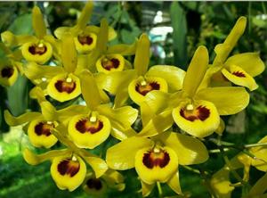 Dendrobium friedericksianum