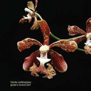 Vanda roeblingiana