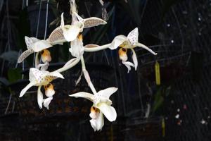 Stanhopea confusa