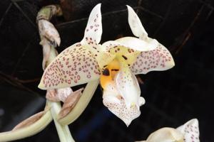Stanhopea confusa