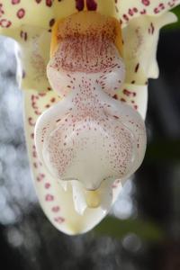Stanhopea confusa
