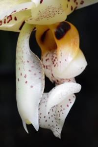 Stanhopea confusa