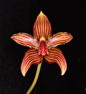 Bulbophyllum psittacoglossum