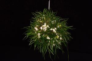 Dendrobium cyanocentrum