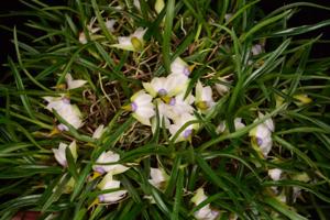 Dendrobium cyanocentrum