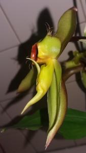 Catasetum osculatum