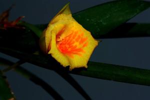 Plectrophora cultrifolia