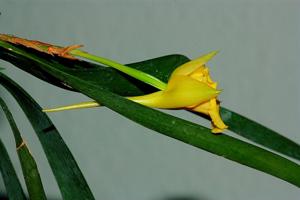 Plectrophora cultrifolia
