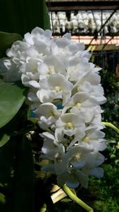 Rhynchostylis gigantea
