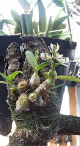 Dendrobium peguanum
