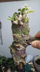 Dendrobium peguanum