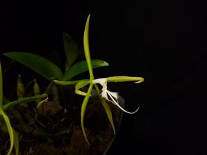 Epidendrum ciliare