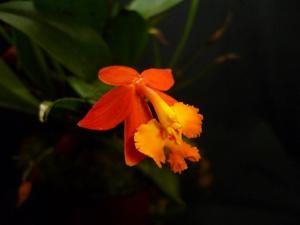 Epidendrum radicans