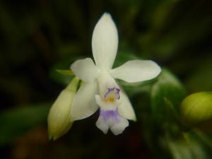 Epidendrum endresii