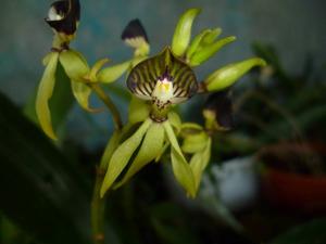 Prosthechea cochleata