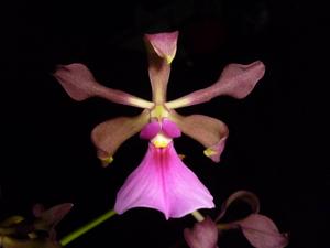 Encyclia cordigera