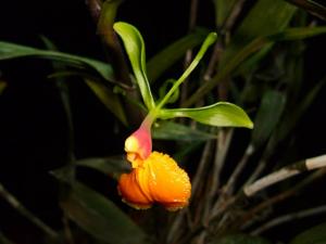 Epidendrum pseudepidendrum