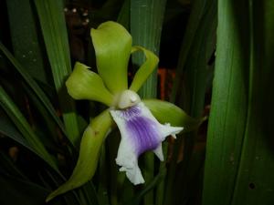 Cochleanthes aromatica