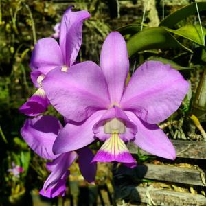 Cattleya nobilior