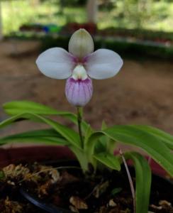 Phragmipedium anguloi