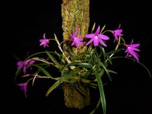 Isabelia violacea
