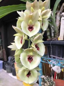 Catasetum expansum