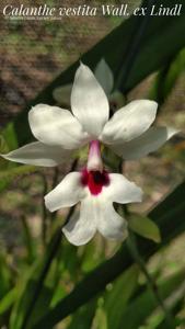 Calanthe vestita