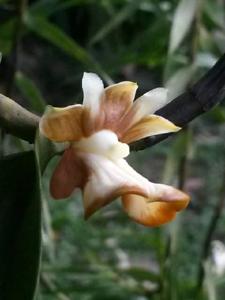 Dendrobium kenepaiense