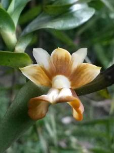 Dendrobium kenepaiense
