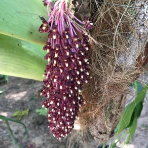 Bulbophyllum beccarii