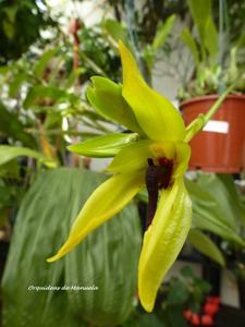 Bulbophyllum amplebracteatum subsp. carunculatum