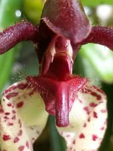 Bulbophyllum lasiochilum