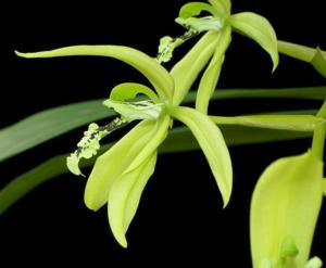 Coelogyne pandurata