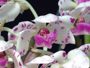 Rhynchostylis gigantea