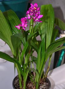 Spathoglottis unguiculata