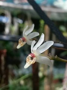 Thrixspermum filiforme
