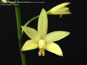 Cattleya blumenscheinii