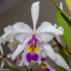 Cattleya warscewiczii