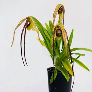 Phragmipedium humboldtii