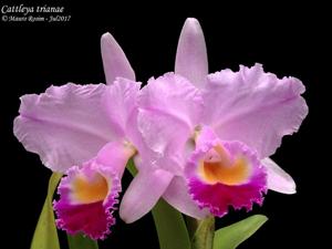 Cattleya trianae