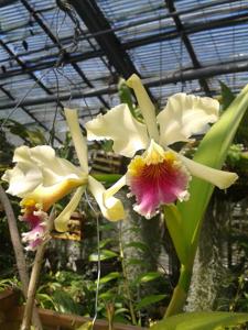 Cattleya rex