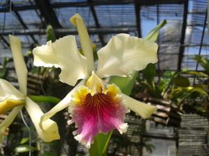 Cattleya rex