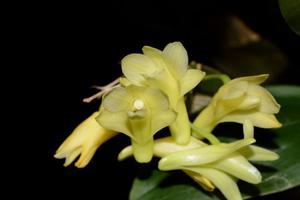 Dendrobium platycaulon