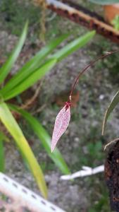 Bulbophyllum brevibrachiatum