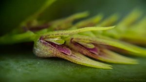 Acianthera pectinata