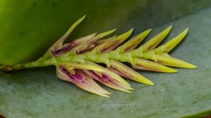Acianthera pectinata