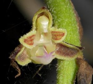 Cleisomeria lanata