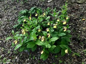 Cypripedium kentuckiense