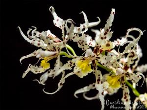 Oncidium naevium