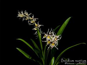 Oncidium naevium